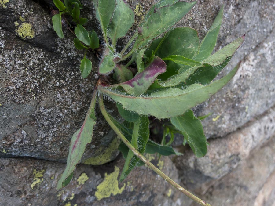 Hieracium in crinale appenninico
